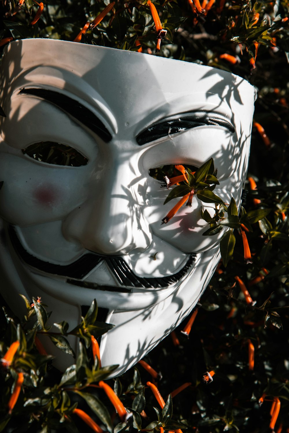 Guy Fawkes mask on plant