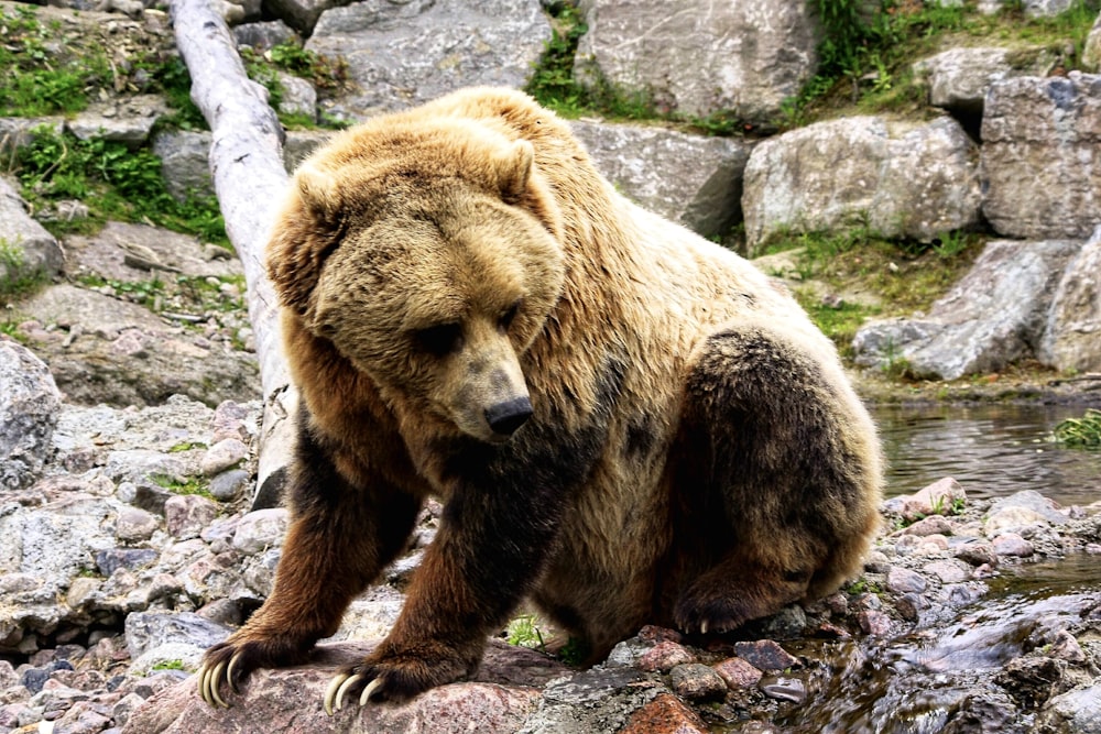 brown bear sitting on rocks