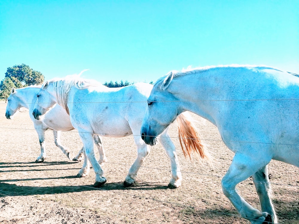 three white horses walking