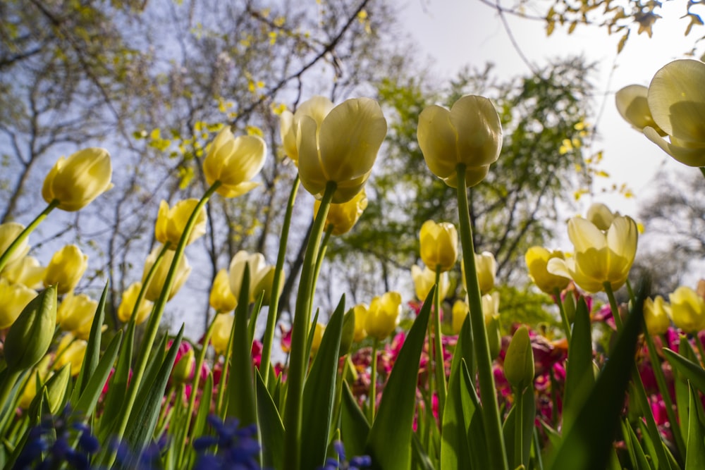 yellow tulip flowers