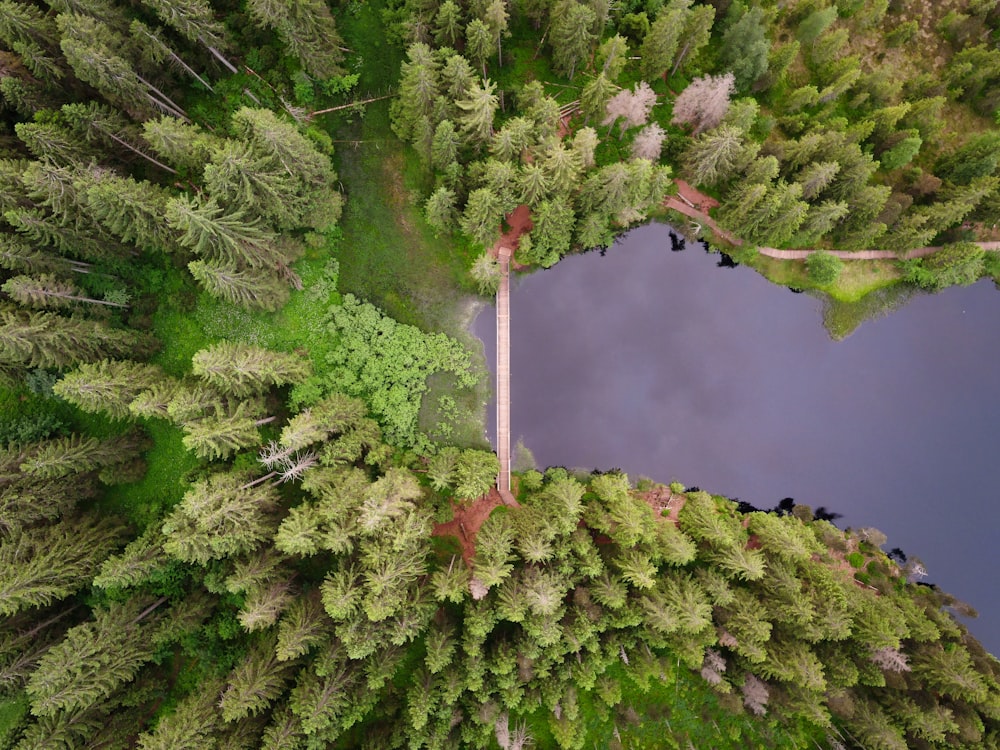 aerial photography of green leaf tree