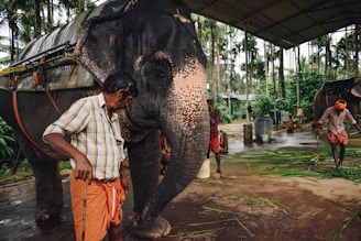 An elephant stands under a shelter surrounded by lush greenery. Three men wearing traditional clothing, consisting of shirts and lungis, interact with the elephant. One man holds a stick, while another is engaged in the ground with some grass or foliage.