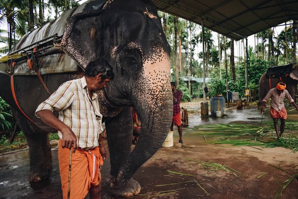 An elephant stands under a shelter surrounded by lush greenery. Three men wearing traditional clothing, consisting of shirts and lungis, interact with the elephant. One man holds a stick, while another is engaged in the ground with some grass or foliage.