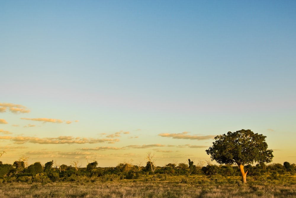 green tree under white clouds and blue sky during daytime