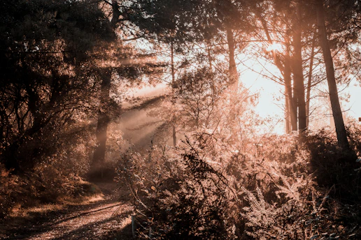 A soft morning light filters through delicate leaves, casting gentle shadows on a quiet forest path.