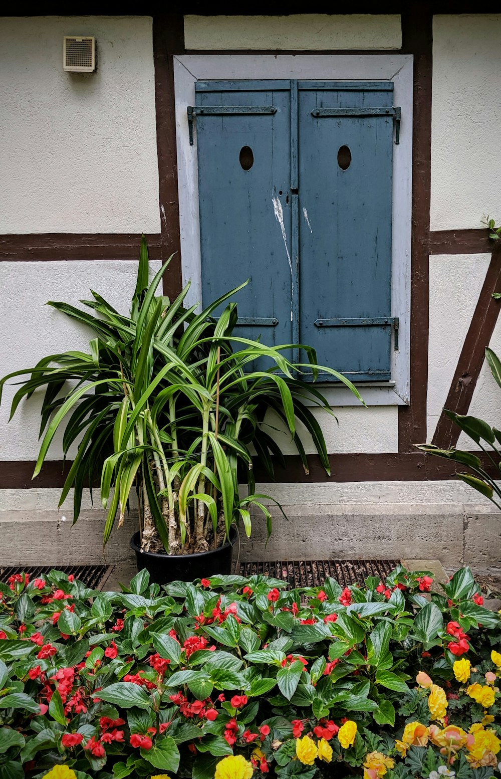 green-leafed plant