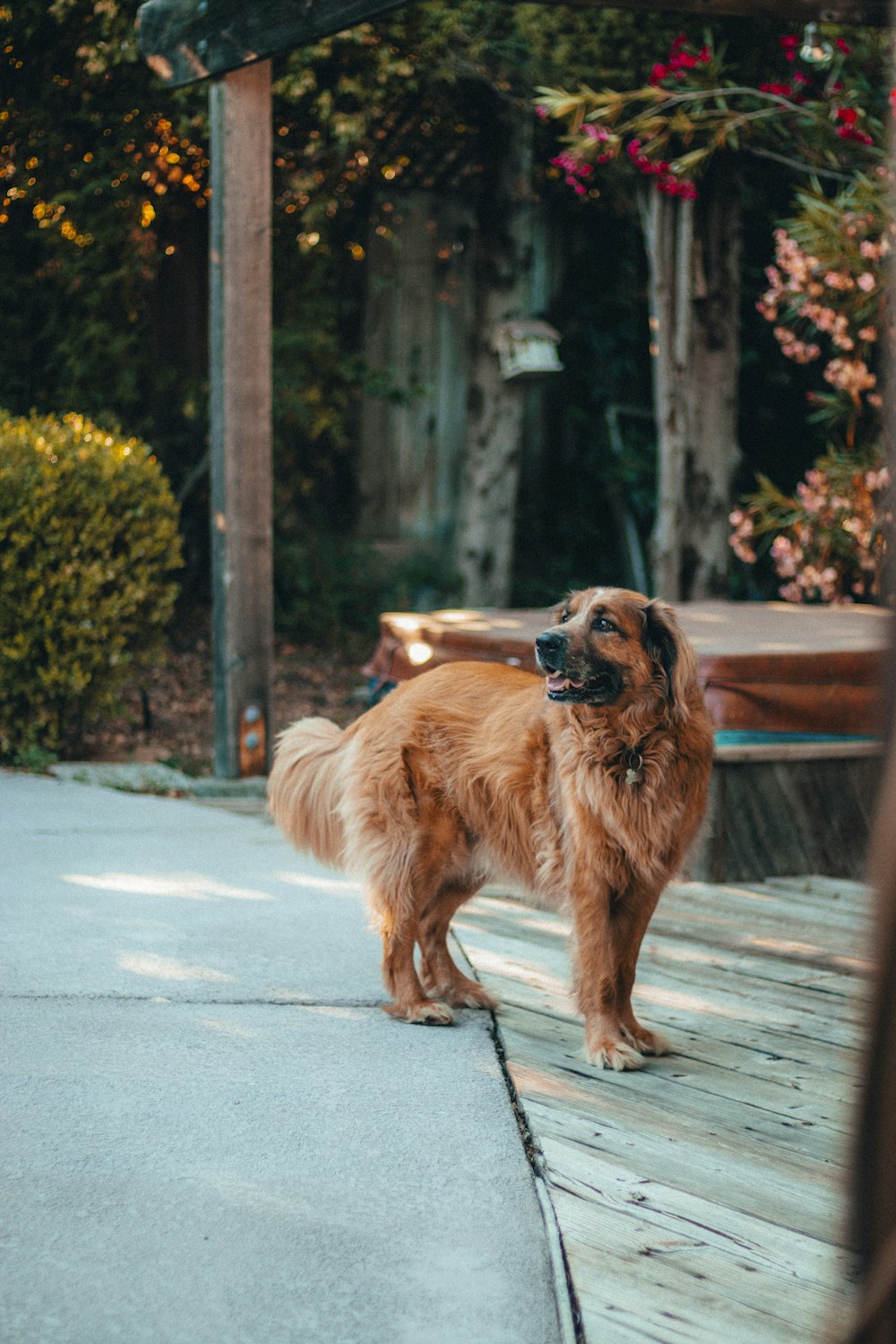 medium long-coated brown dog