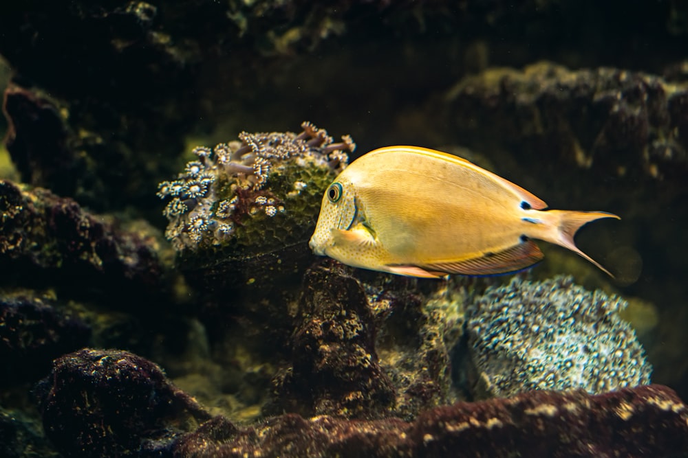 yellow tang fish