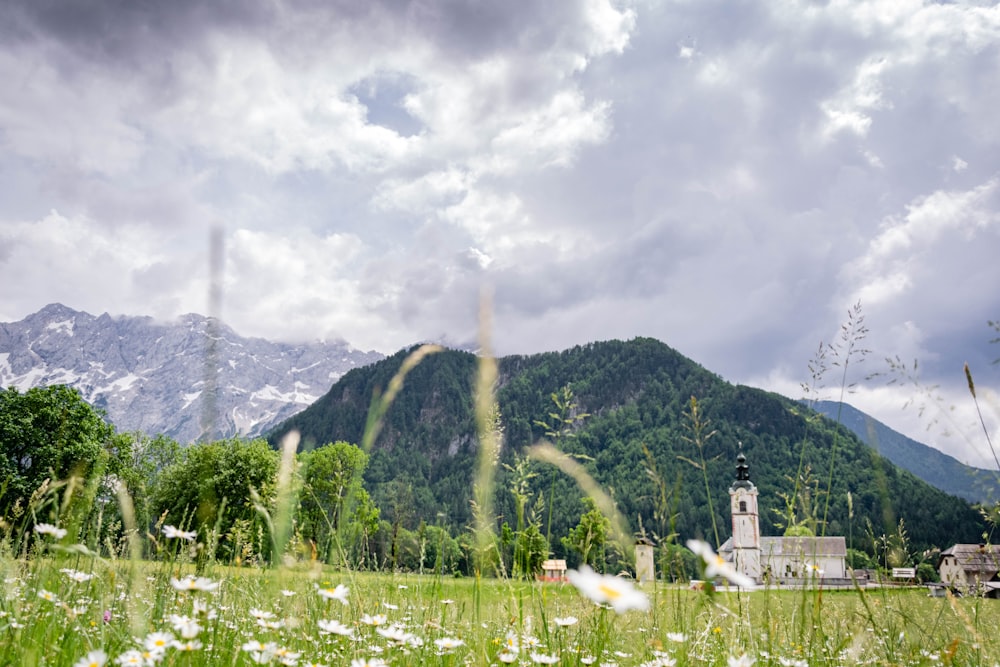 piante a foglia verde durante il giorno