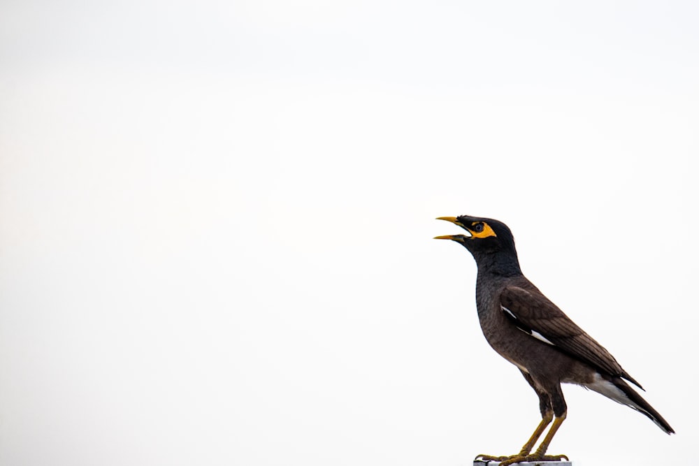 black and brown bird