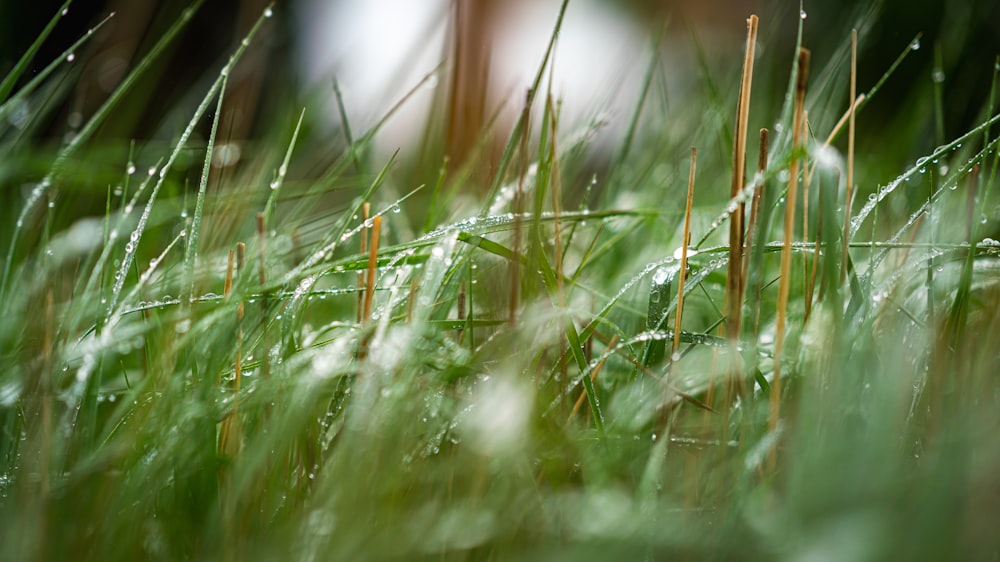 green grass field close-up photography