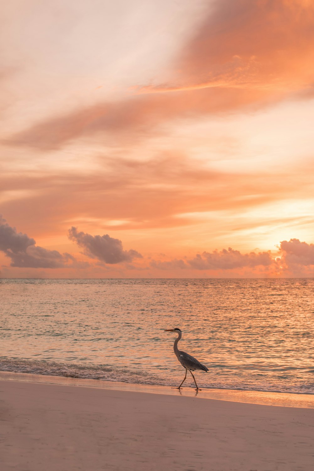 black and brown swan beside seashore