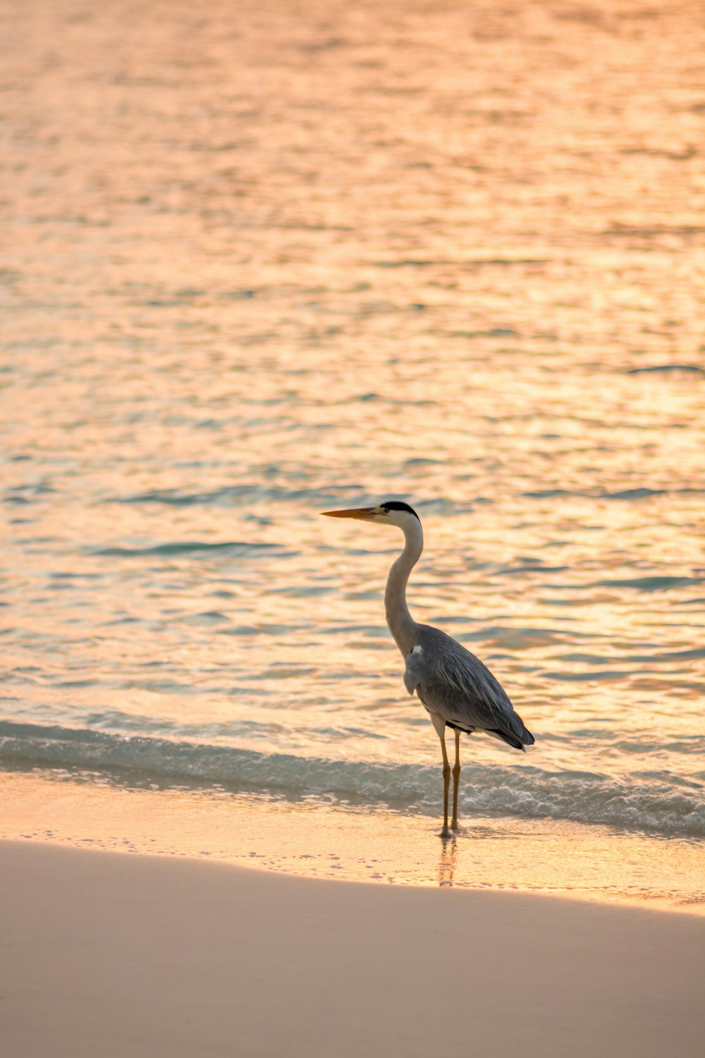 white goose near body of water