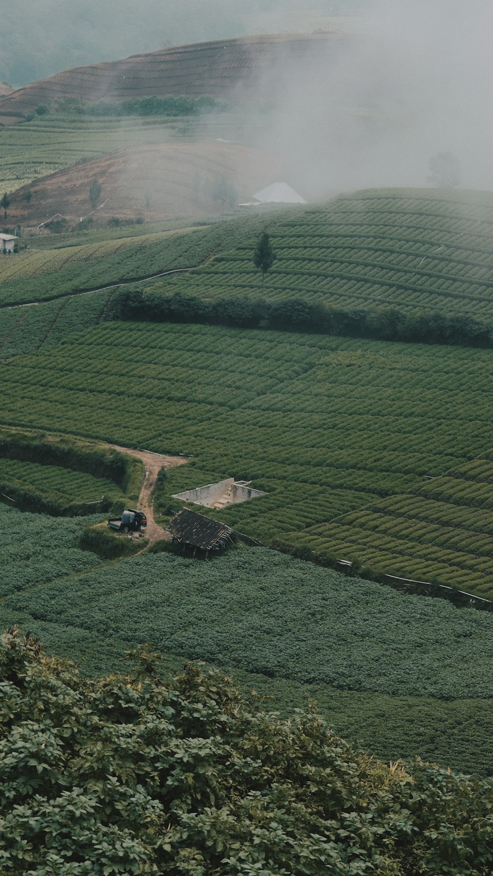 green rice field