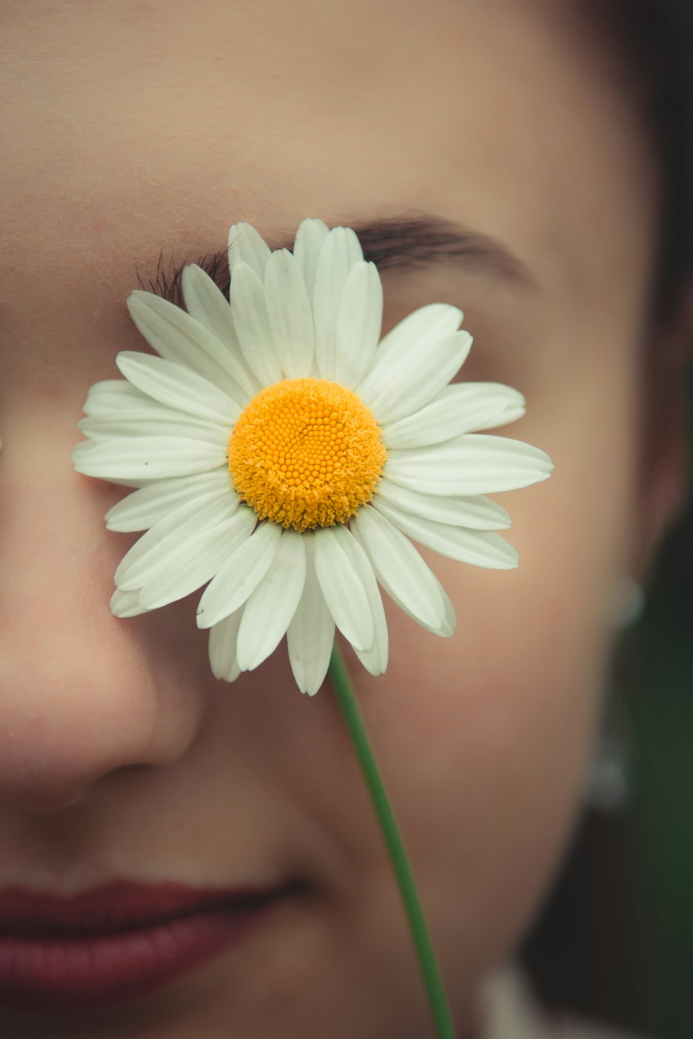 white and yellow daisy flower