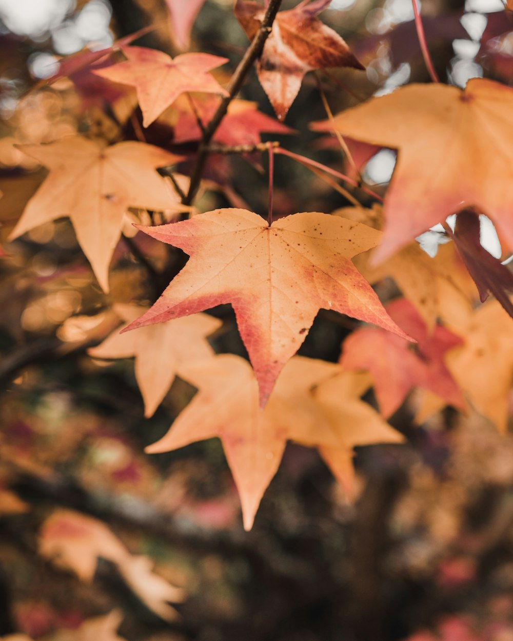 brown Maple leaves