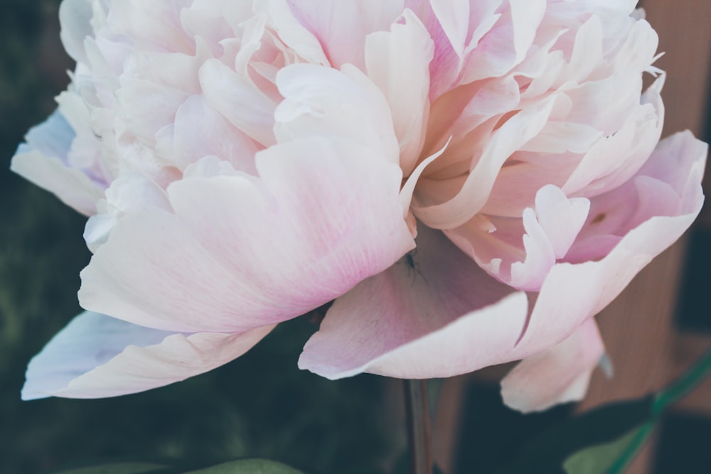 pink carnation flower photo