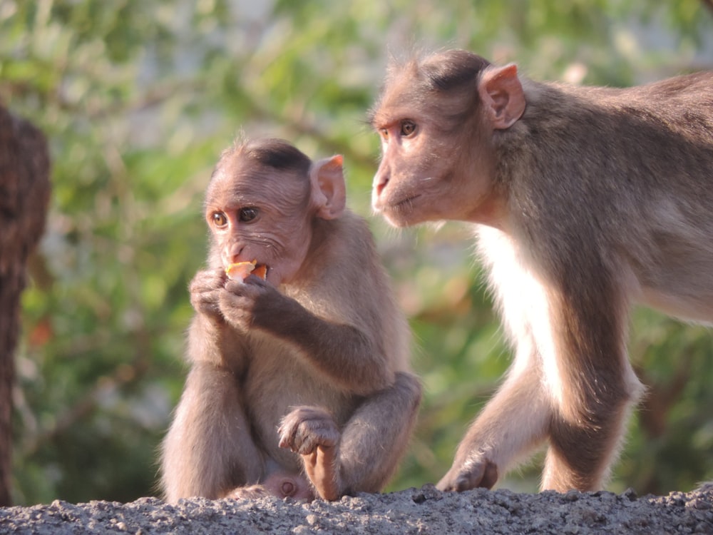 two brown monkeys photo