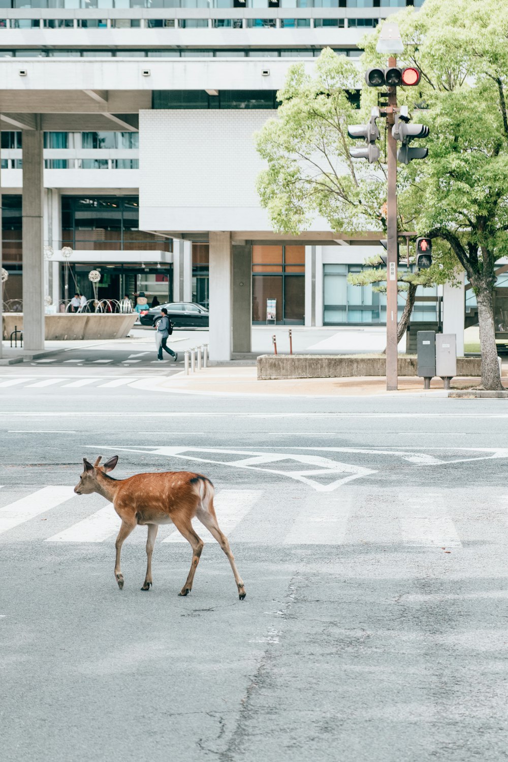 deer walking down the street