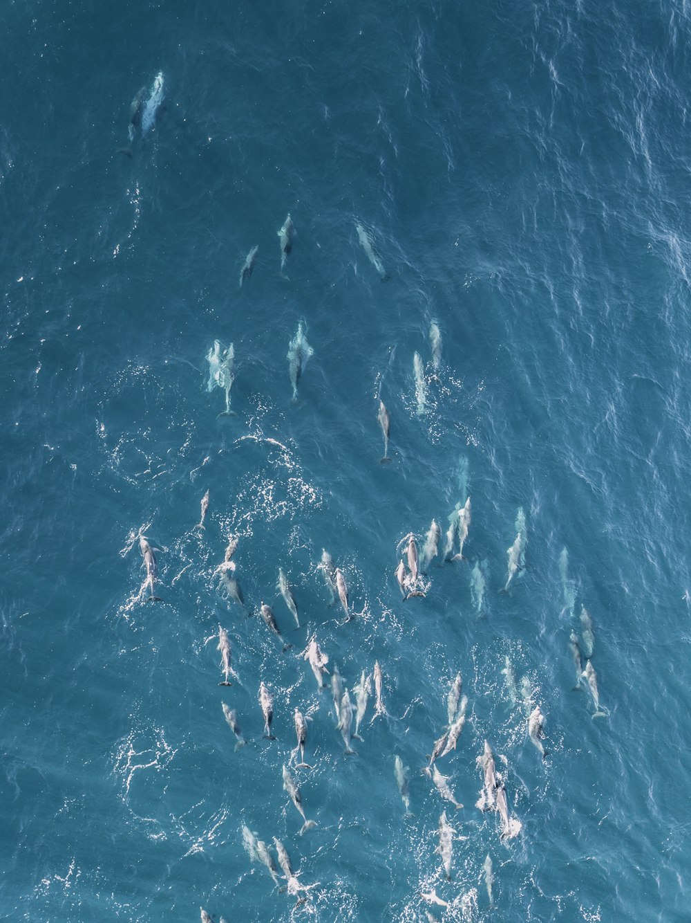 body of water during daytime aerial view photgraphy