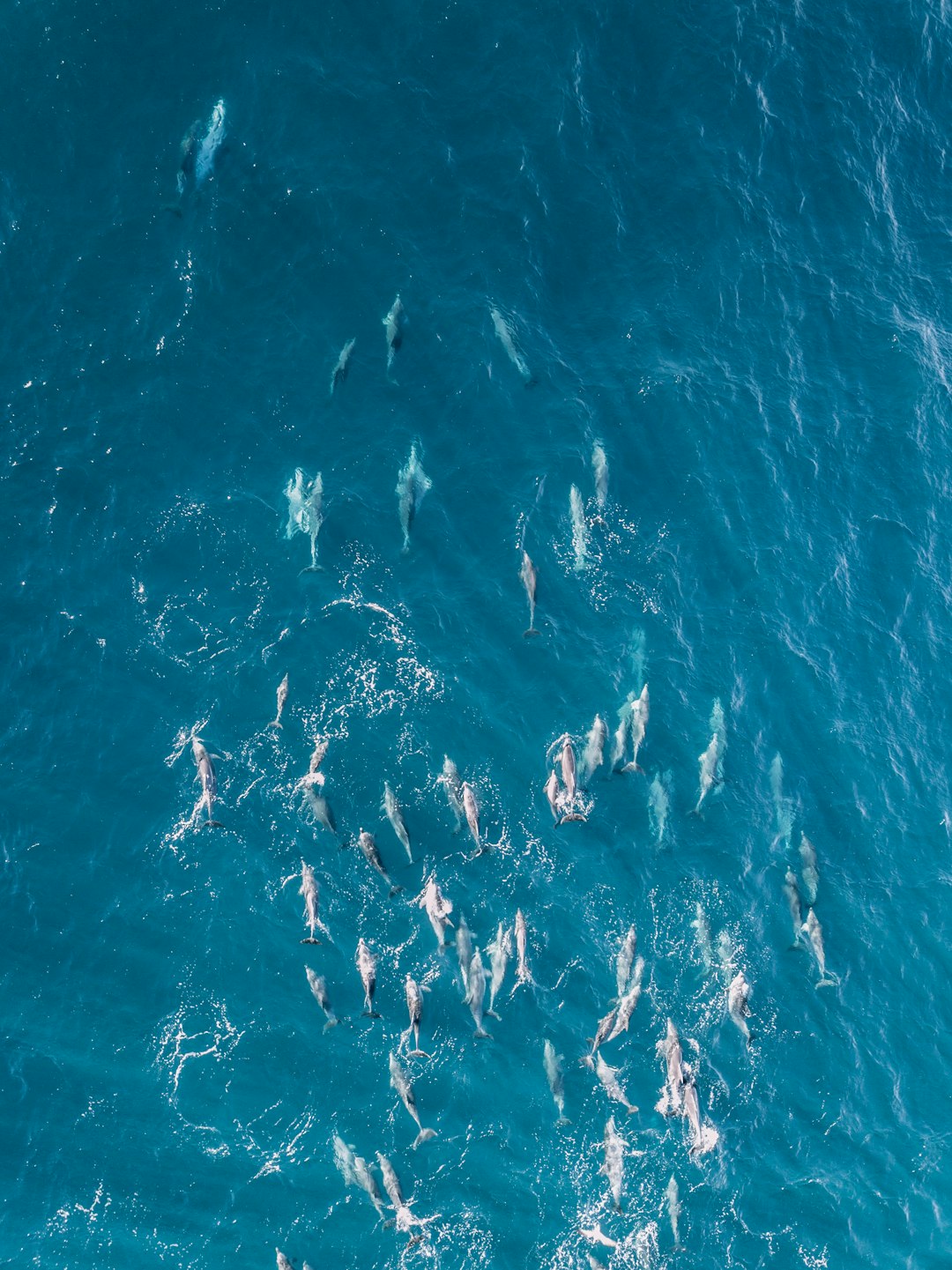 body of water during daytime aerial view photgraphy