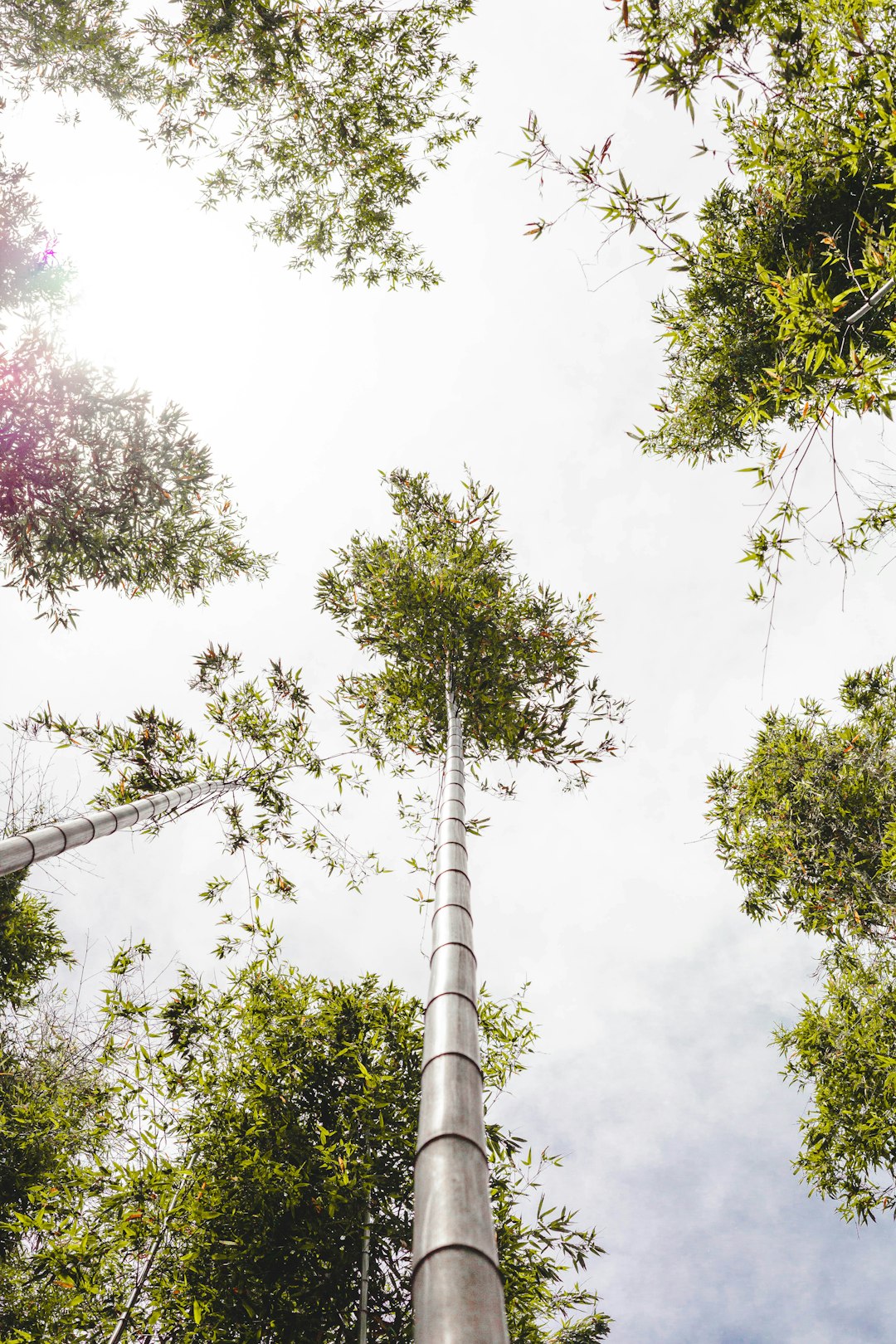 green-leafed bamboo plant during daytime