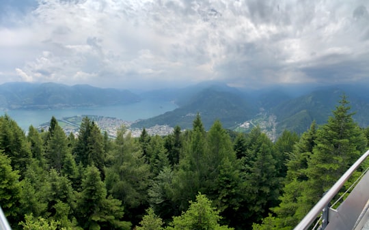 field of trees in Cardada Switzerland