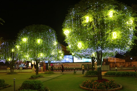 Trees are adorned with bright yellow and white lights, creating an enchanting display in a park-like setting. The lights are draped around the foliage, with the night sky providing a dark contrast. People are seen walking nearby on well-manicured lawns and there is some signage in the background.