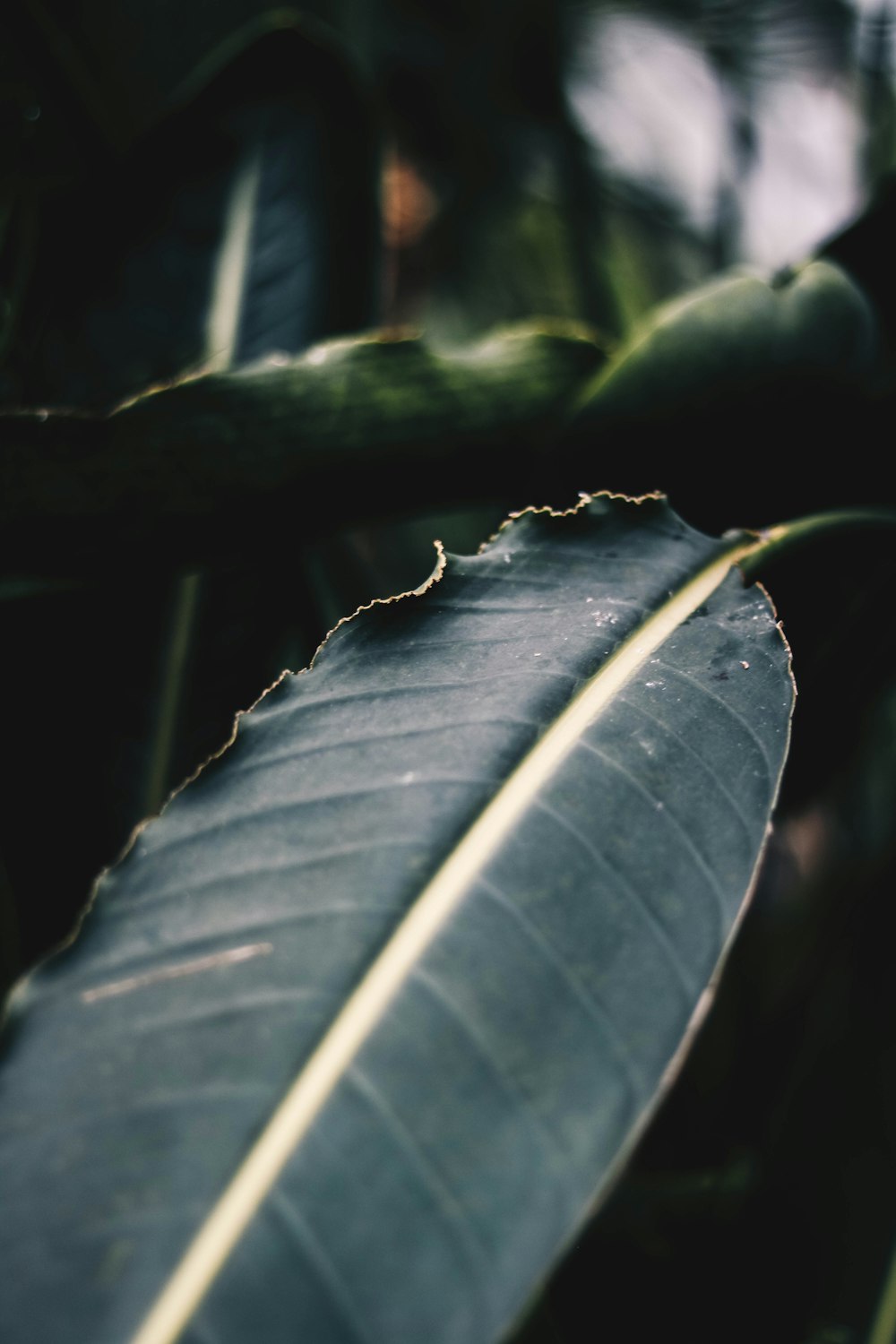 focus photography of green leaf