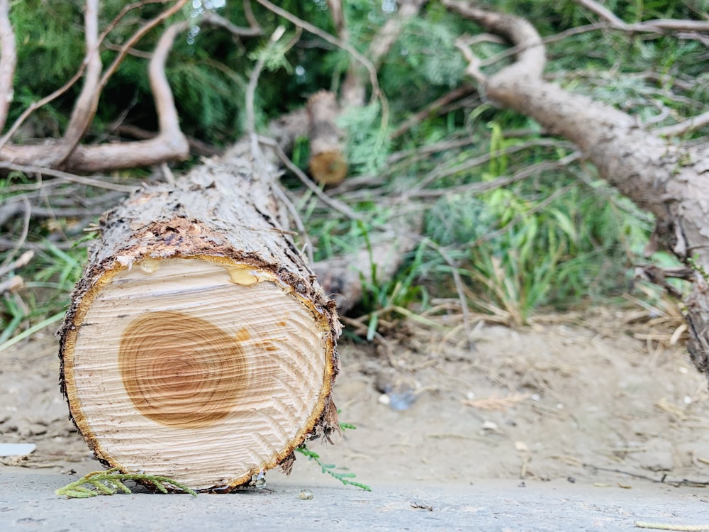 Tronco de árbol marrón durante el día Fotografía de primer plano