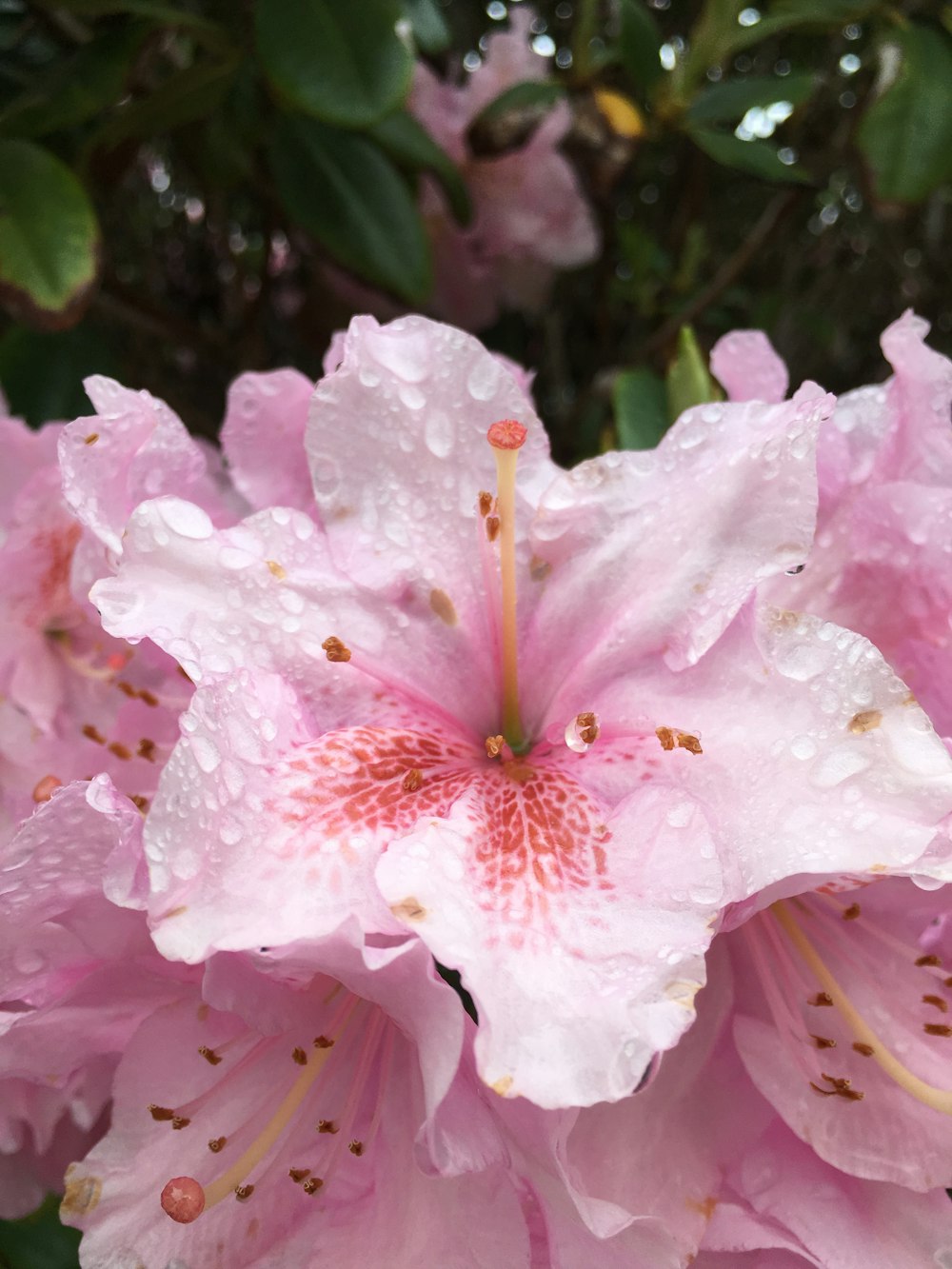 pink petaled flower