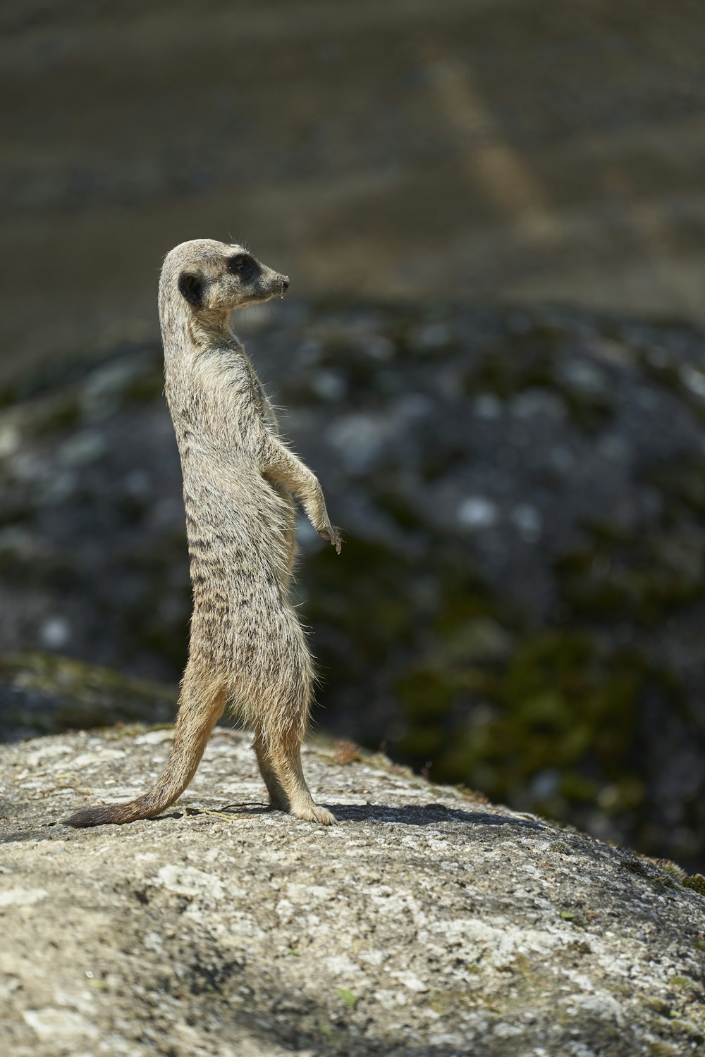 meerkat during daytime