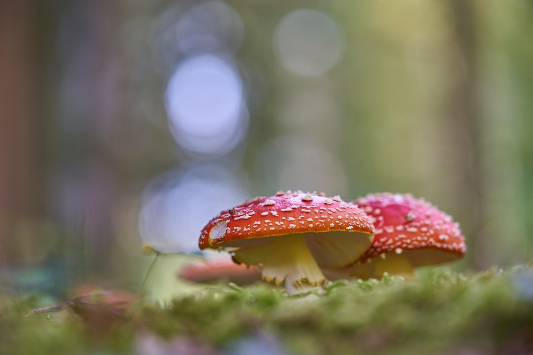 red and white mushroom selective focus photography