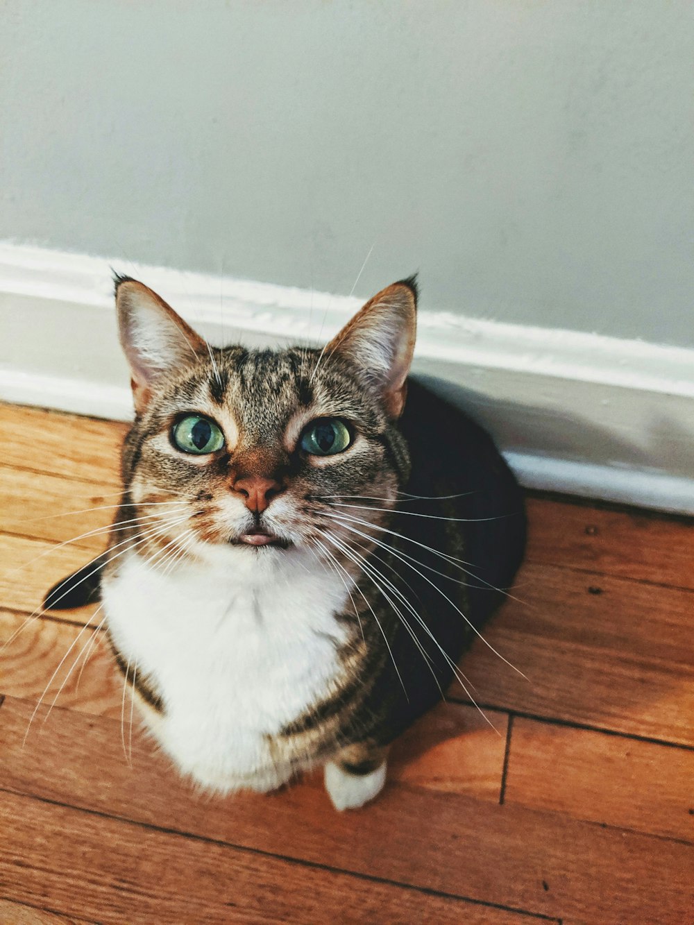 brown tabby cat against wall