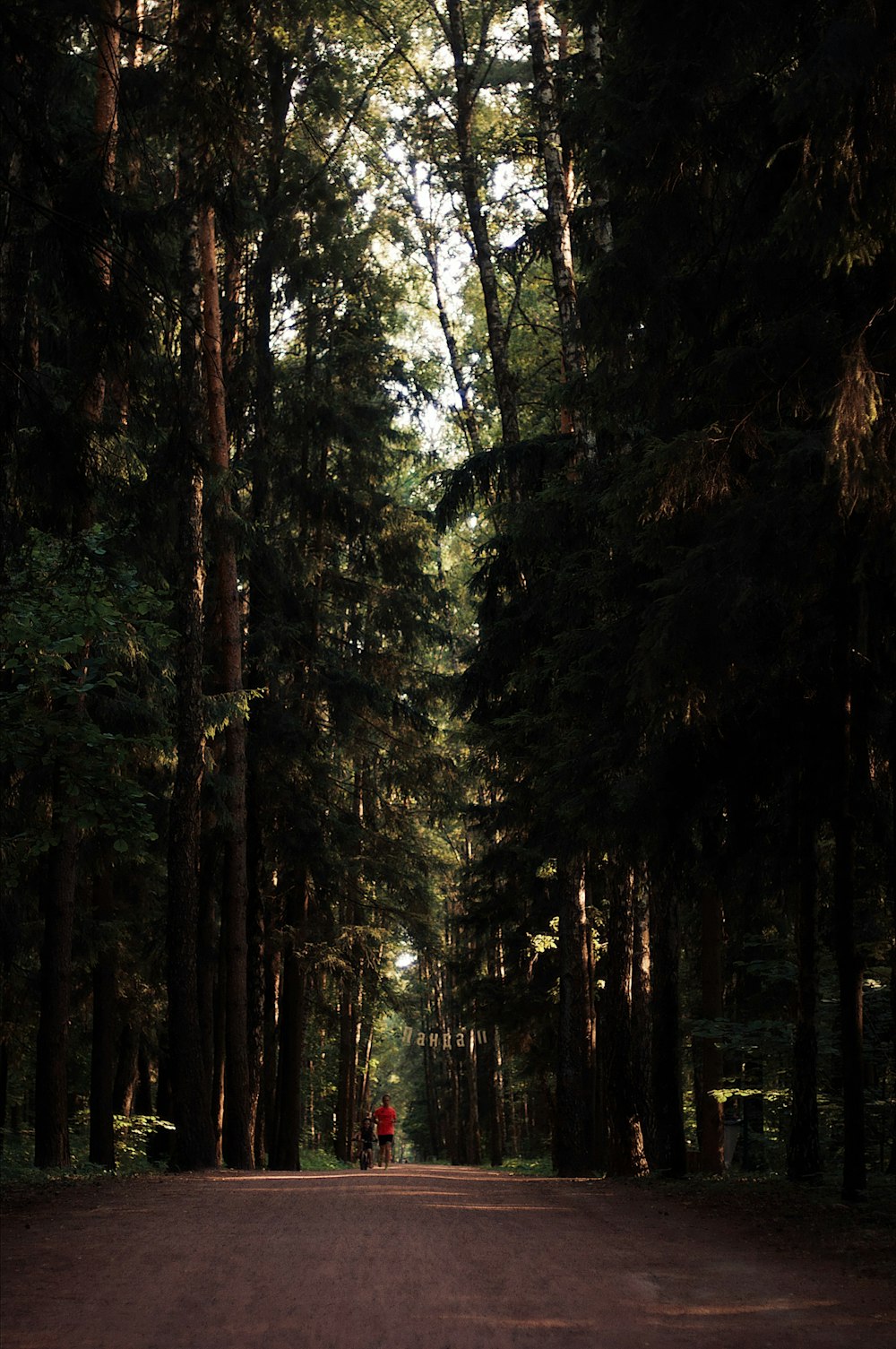 person standing between trees