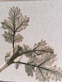 A detailed image of a botanical illustration featuring a single stem with multiple detailed leaves. The leaves have visible veins and a slightly embossed texture against a neutral background.