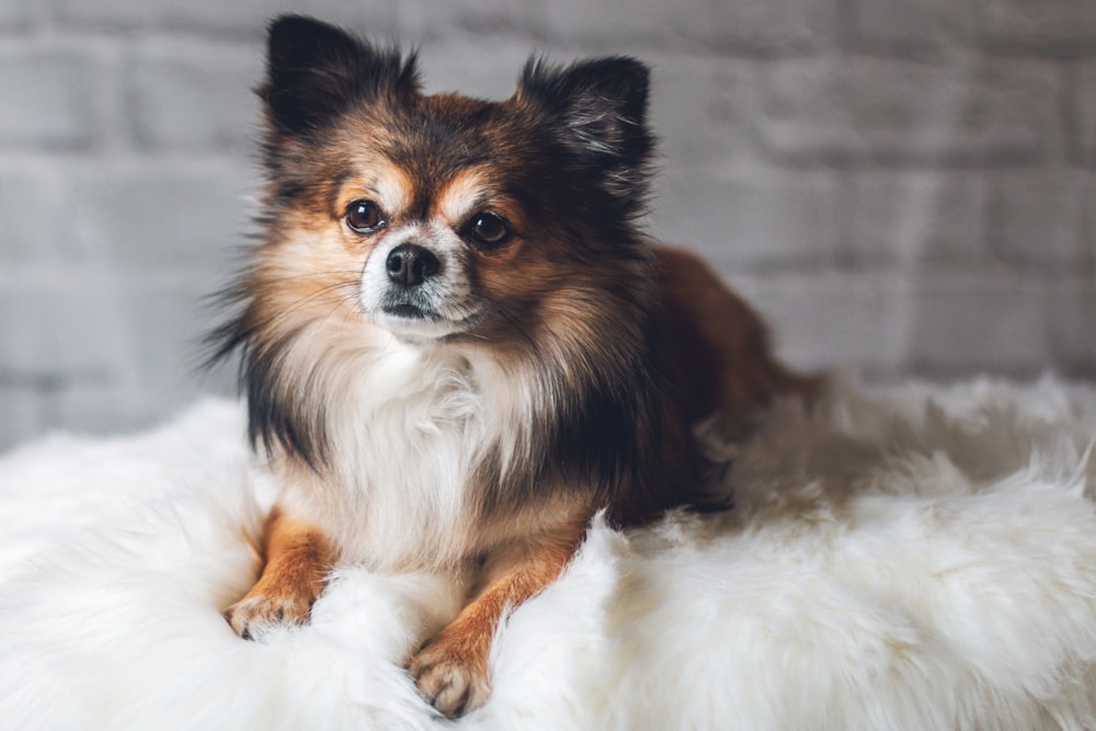 German Spitz Klein