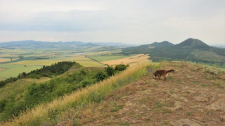 A panoramic mountain view with a dog running freely in the foreground, capturing a moment of joyful freedom.