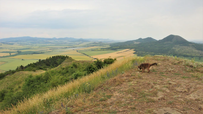 A panoramic mountain view with a dog running freely in the foreground, capturing a moment of joyful freedom.