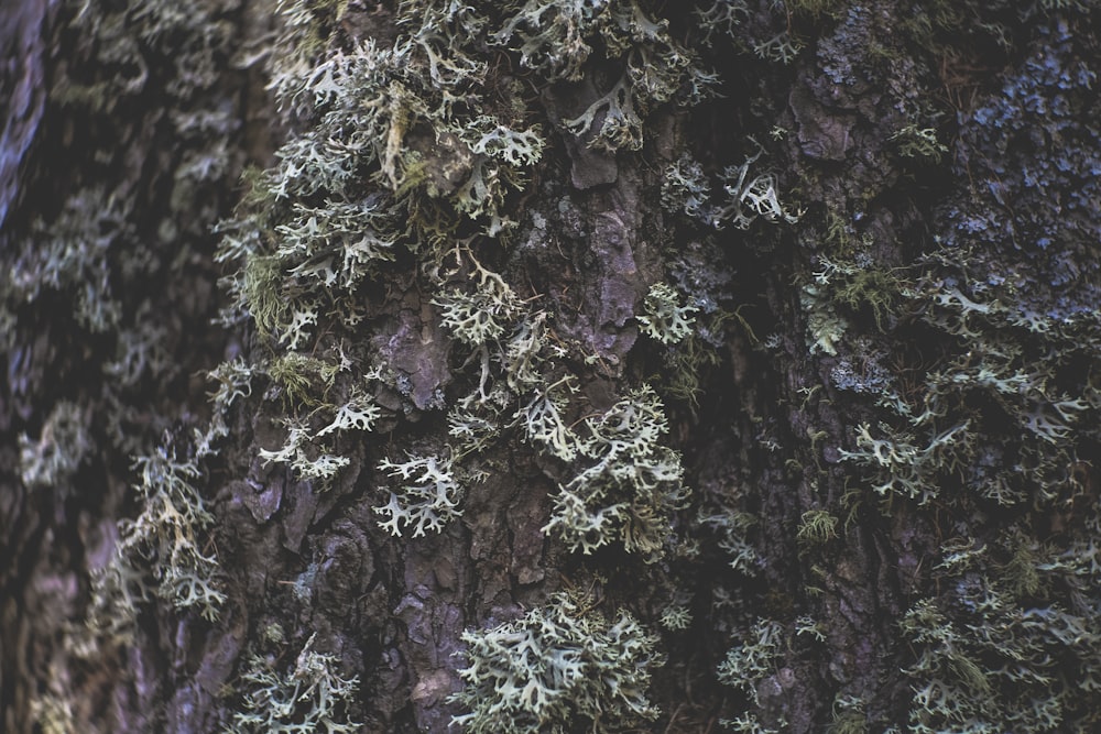 brauner und grüner Baum