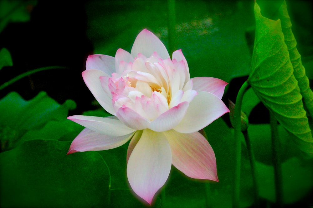white and pink lily flower