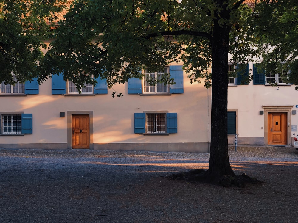 árbol de hoja verde cerca de la casa