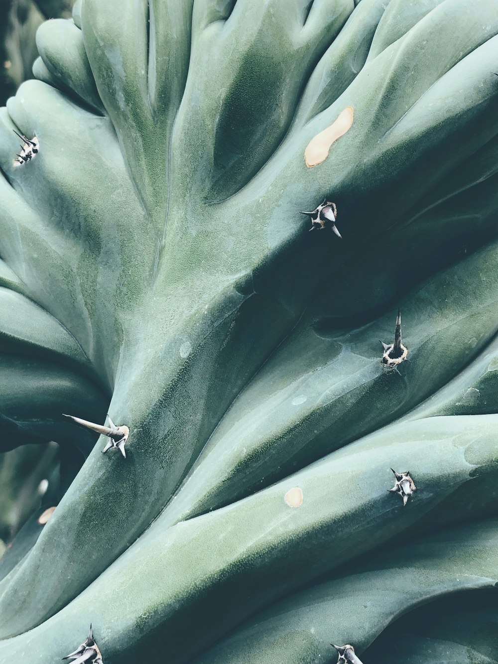 a close up of a large green plant with tiny flowers