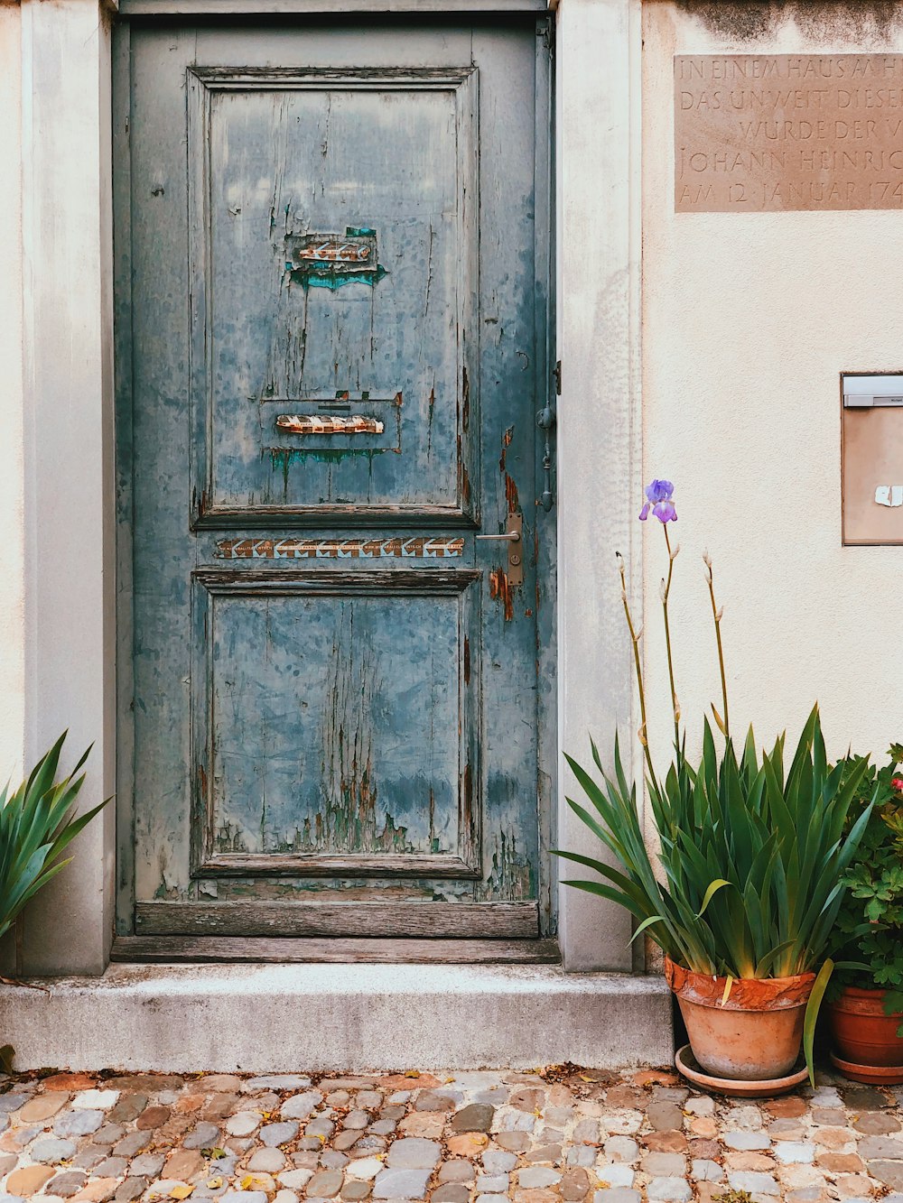 plants near door