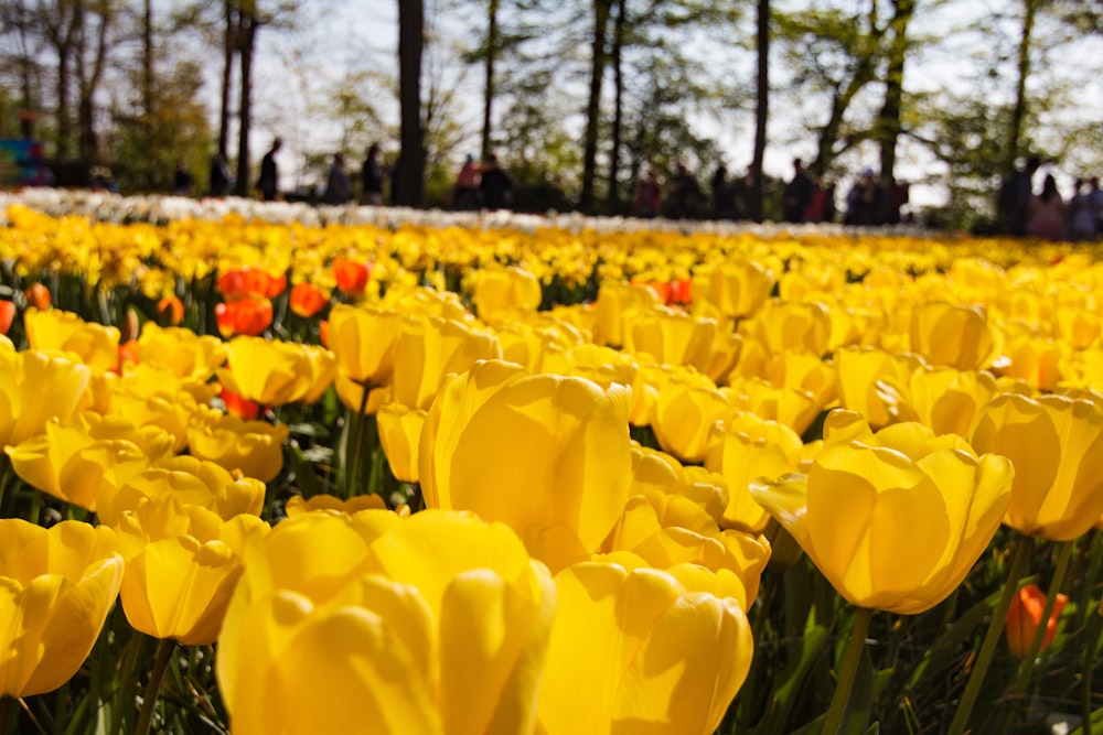 yellow petaled flower field during daytime