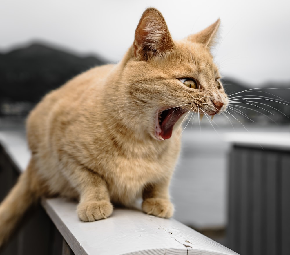 angry orange tabby cat
