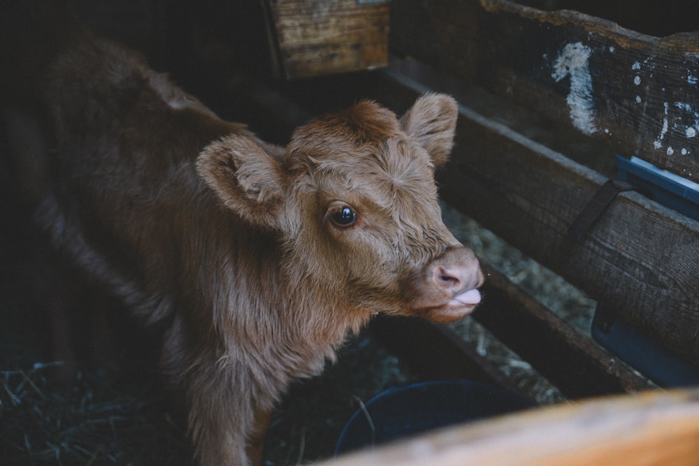 brown cow