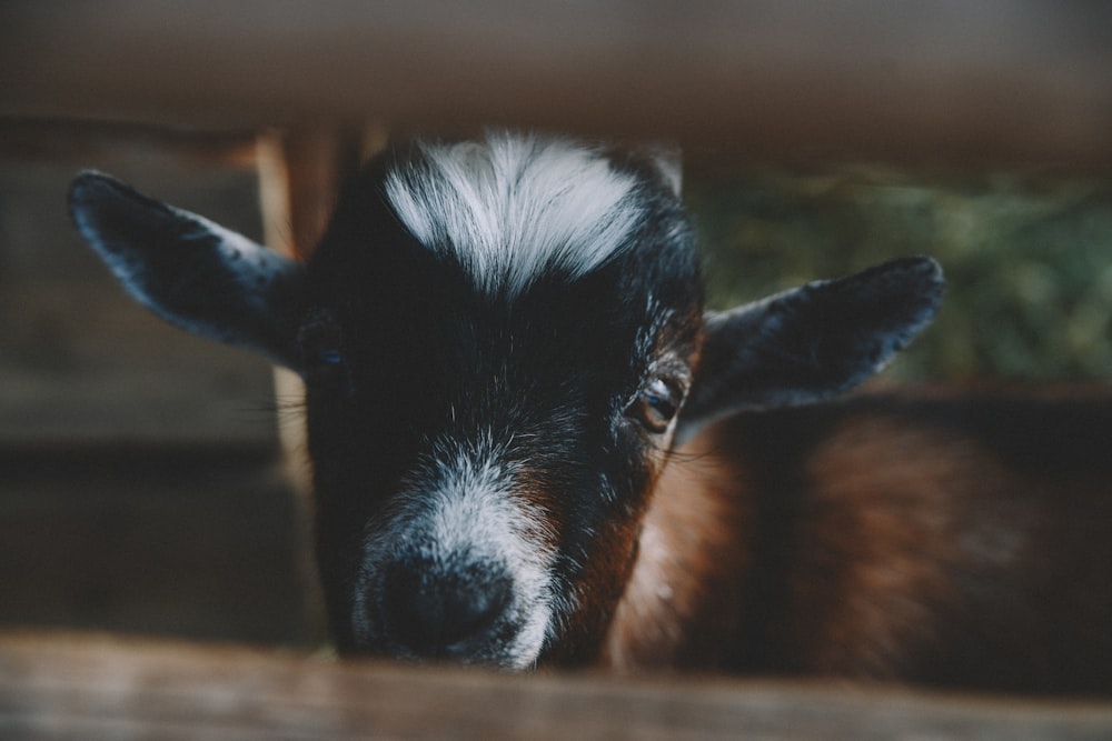black and brown goat close-up photography