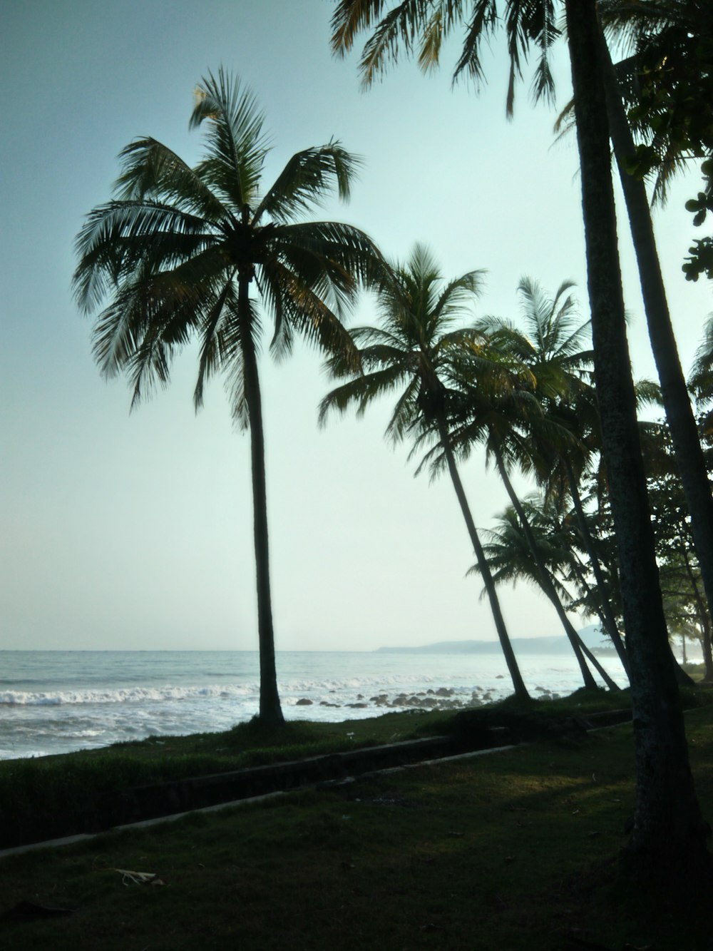 coconut trees near ocean