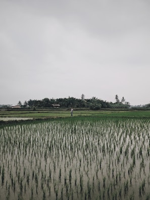 person standing near trees